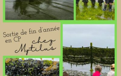 Visite du parc à moules avec Mytilus pour les GS/CP et CP