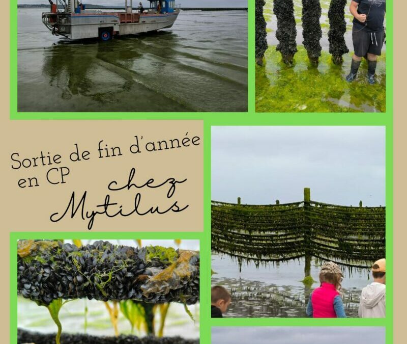 Visite du parc à moules avec Mytilus pour les GS/CP et CP